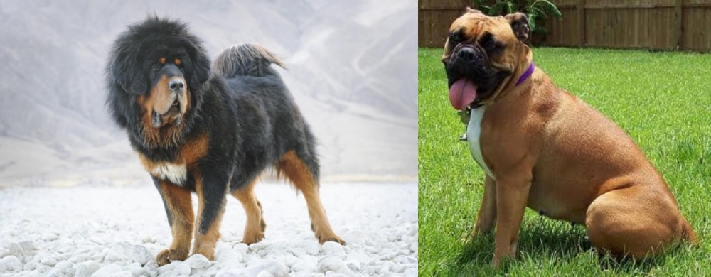 Valley Bulldog vs Tibetan Mastiff - Breed Comparison