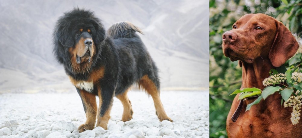 Vizsla vs Tibetan Mastiff - Breed Comparison
