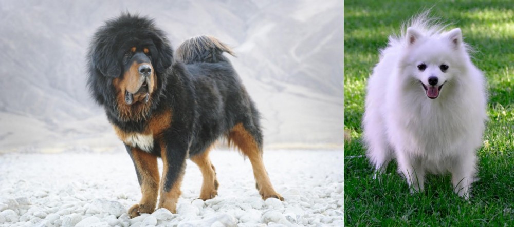 Volpino Italiano vs Tibetan Mastiff - Breed Comparison