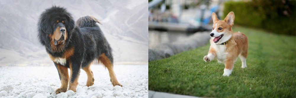 Welsh Corgi vs Tibetan Mastiff - Breed Comparison