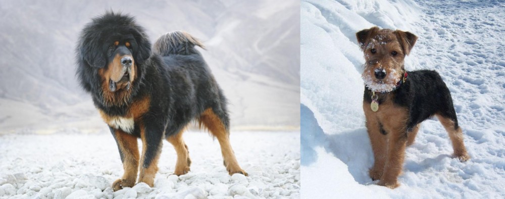Welsh Terrier vs Tibetan Mastiff - Breed Comparison