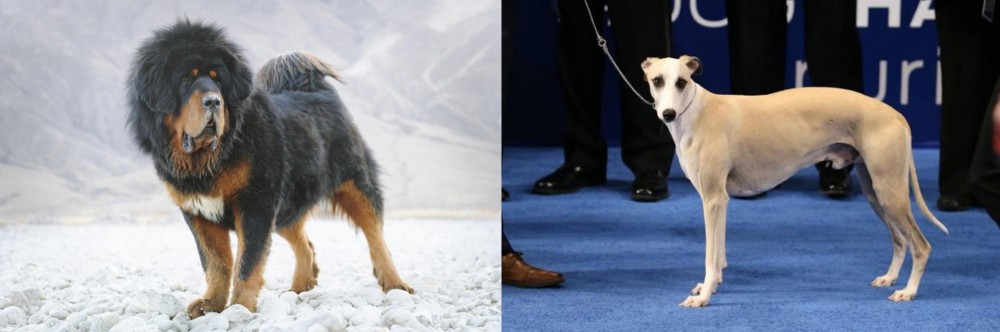 Whippet vs Tibetan Mastiff - Breed Comparison