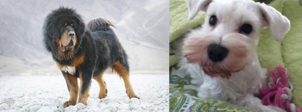 White Schnauzer vs Tibetan Mastiff - Breed Comparison