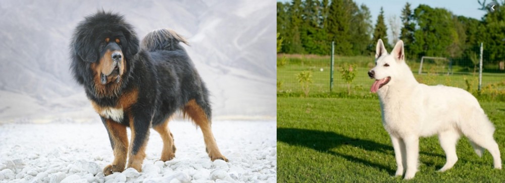 White Shepherd vs Tibetan Mastiff - Breed Comparison