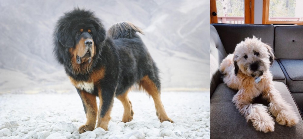 Whoodles vs Tibetan Mastiff - Breed Comparison