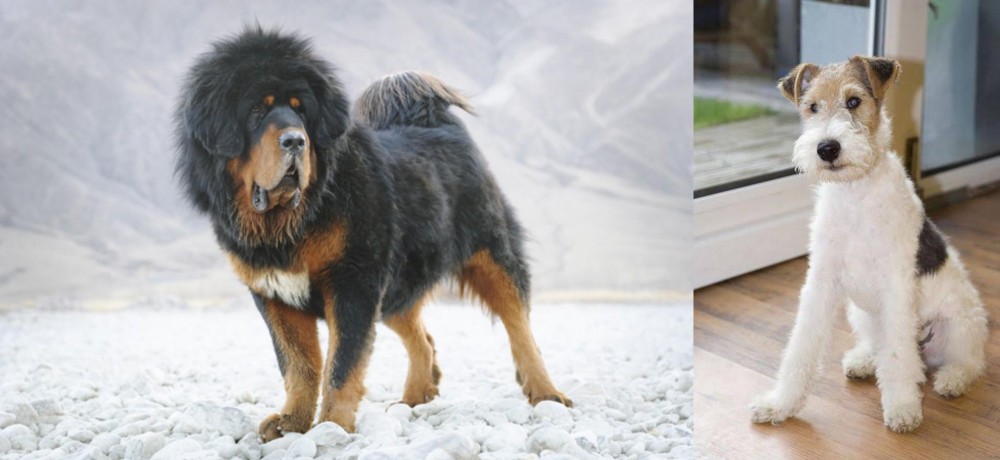 Wire Fox Terrier vs Tibetan Mastiff - Breed Comparison