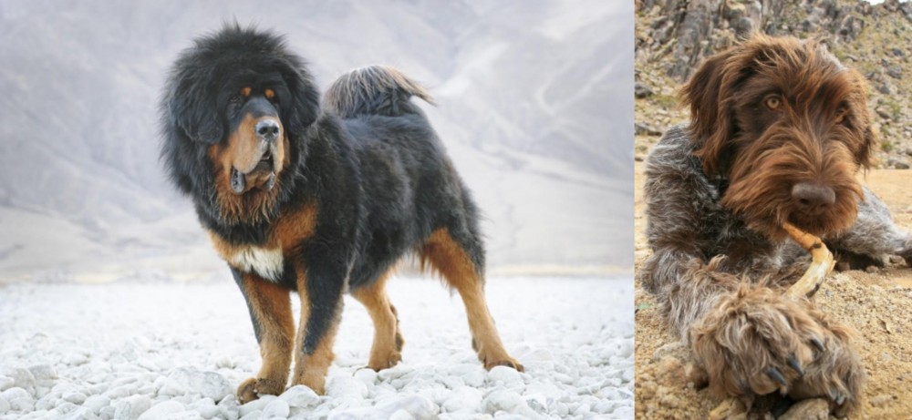 Wirehaired Pointing Griffon vs Tibetan Mastiff - Breed Comparison