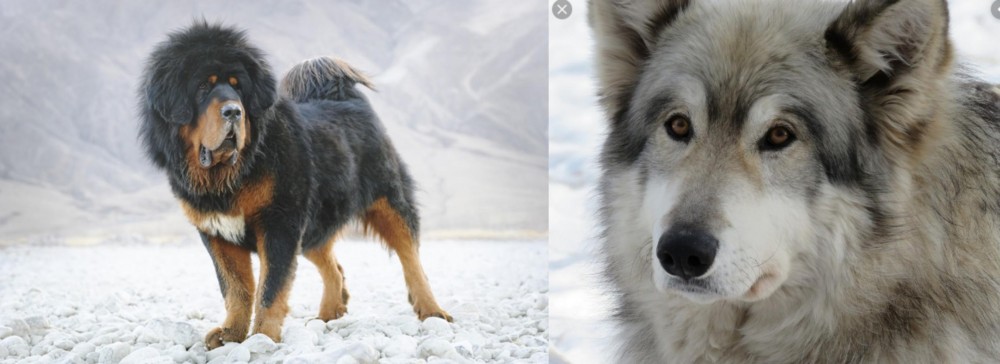 Wolfdog vs Tibetan Mastiff - Breed Comparison