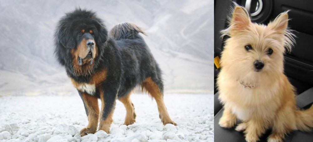 Yoranian vs Tibetan Mastiff - Breed Comparison