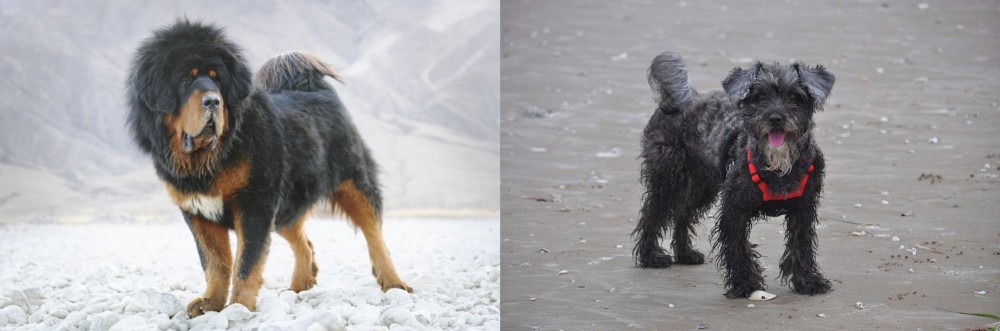 YorkiePoo vs Tibetan Mastiff - Breed Comparison