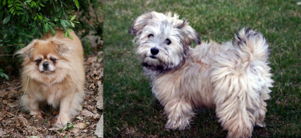 Havapoo vs Tibetan Spaniel - Breed Comparison