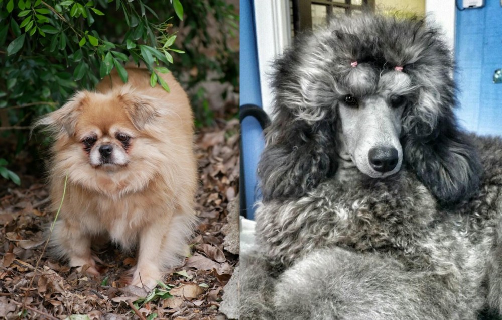 Standard Poodle vs Tibetan Spaniel - Breed Comparison
