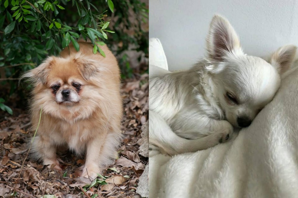 Tea Cup Chihuahua vs Tibetan Spaniel - Breed Comparison