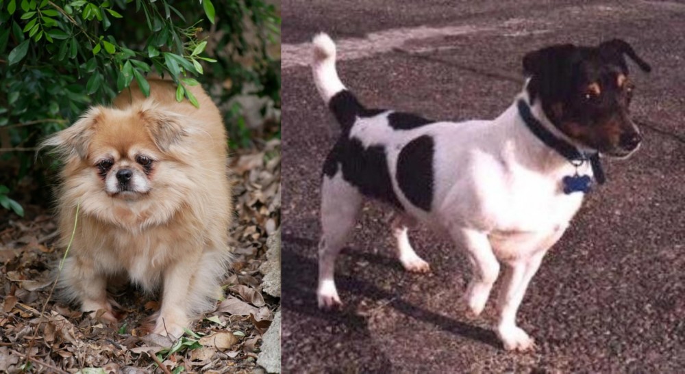 Teddy Roosevelt Terrier vs Tibetan Spaniel - Breed Comparison