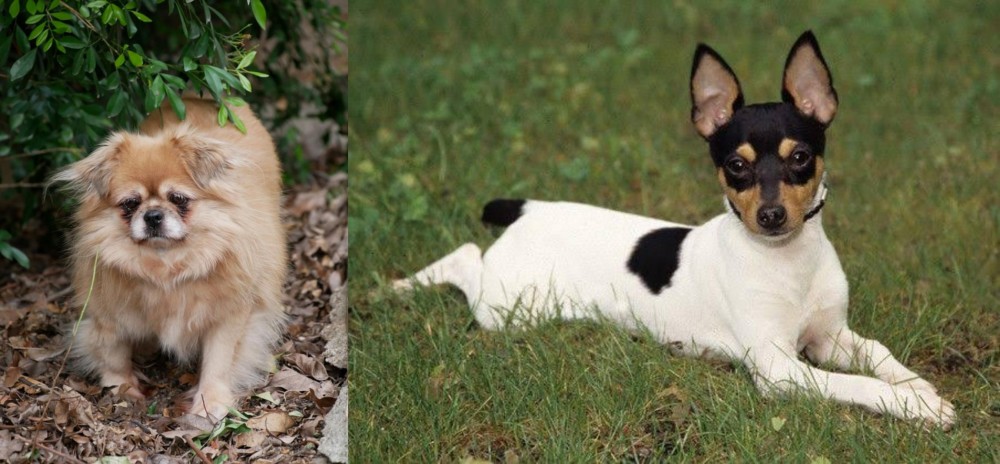 Toy Fox Terrier vs Tibetan Spaniel - Breed Comparison