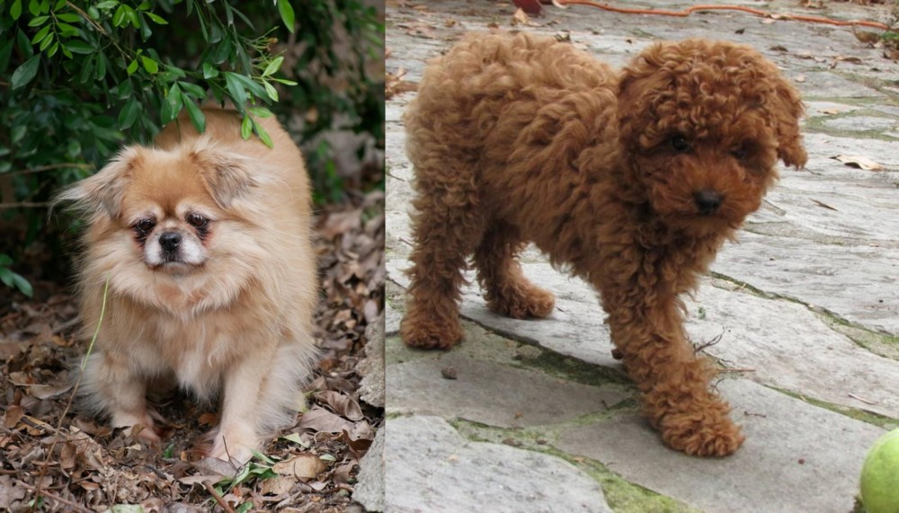 Toy Poodle vs Tibetan Spaniel - Breed Comparison