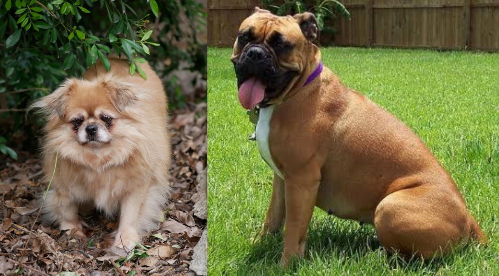 Valley Bulldog vs Tibetan Spaniel - Breed Comparison