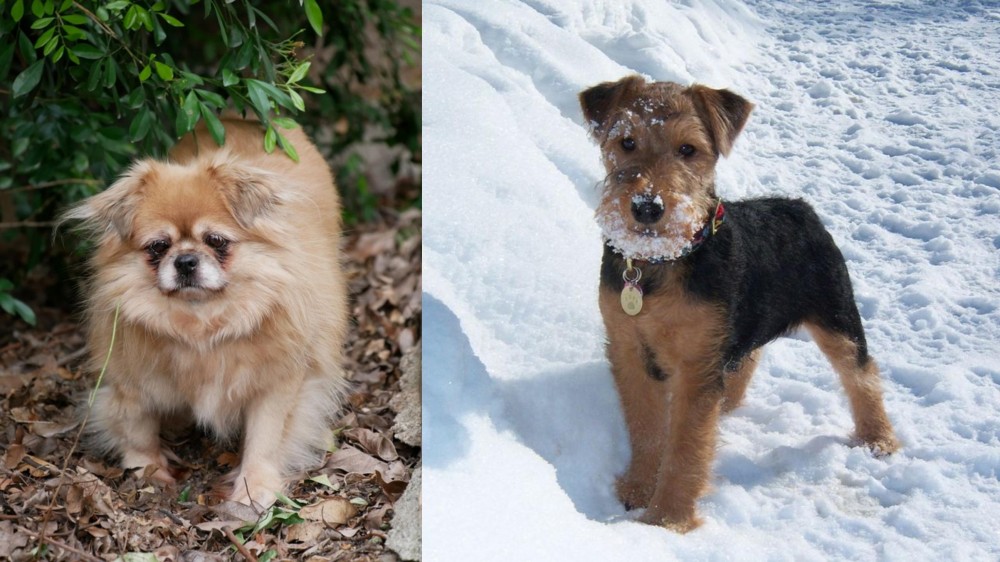 Welsh Terrier vs Tibetan Spaniel - Breed Comparison