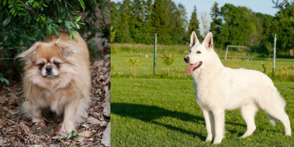 White Shepherd vs Tibetan Spaniel - Breed Comparison