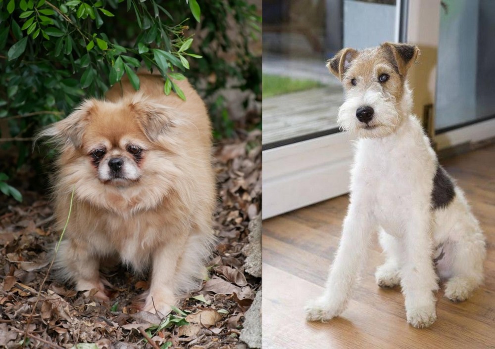 Wire Fox Terrier vs Tibetan Spaniel - Breed Comparison