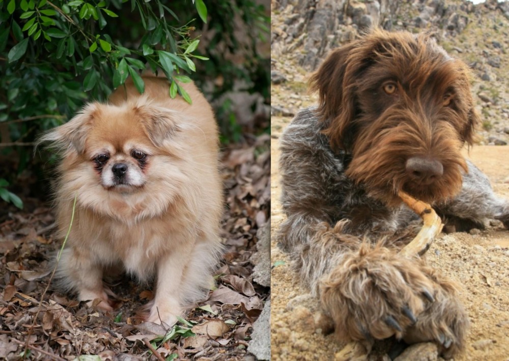 Wirehaired Pointing Griffon vs Tibetan Spaniel - Breed Comparison