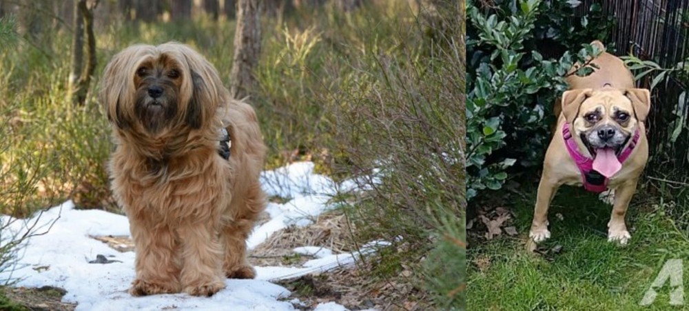 Beabull vs Tibetan Terrier - Breed Comparison