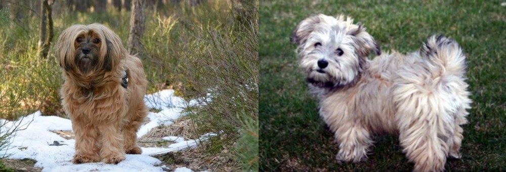 Havapoo vs Tibetan Terrier - Breed Comparison
