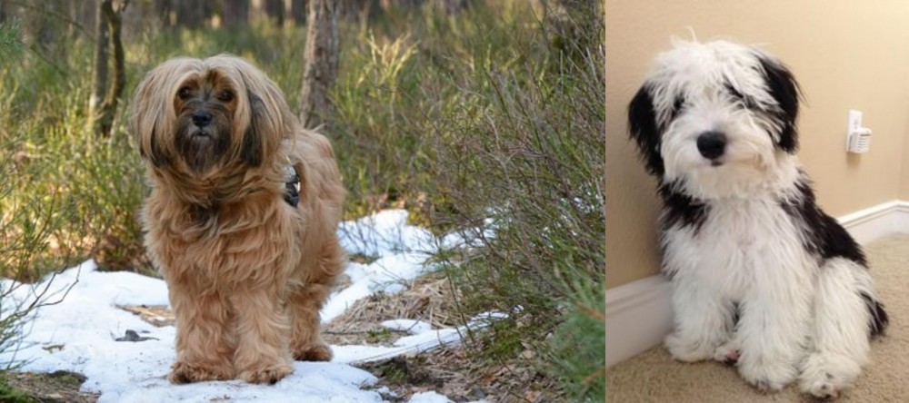 Mini Sheepadoodles vs Tibetan Terrier - Breed Comparison