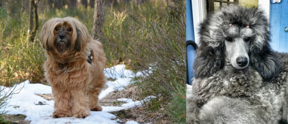 Standard Poodle vs Tibetan Terrier - Breed Comparison