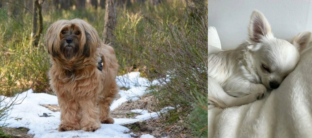 Tea Cup Chihuahua vs Tibetan Terrier - Breed Comparison
