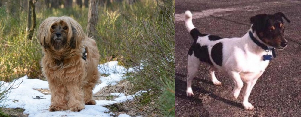 Teddy Roosevelt Terrier vs Tibetan Terrier - Breed Comparison