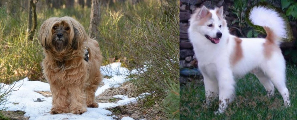 Thai Bangkaew vs Tibetan Terrier - Breed Comparison
