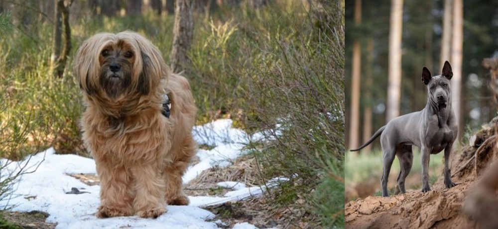 Thai Ridgeback vs Tibetan Terrier - Breed Comparison