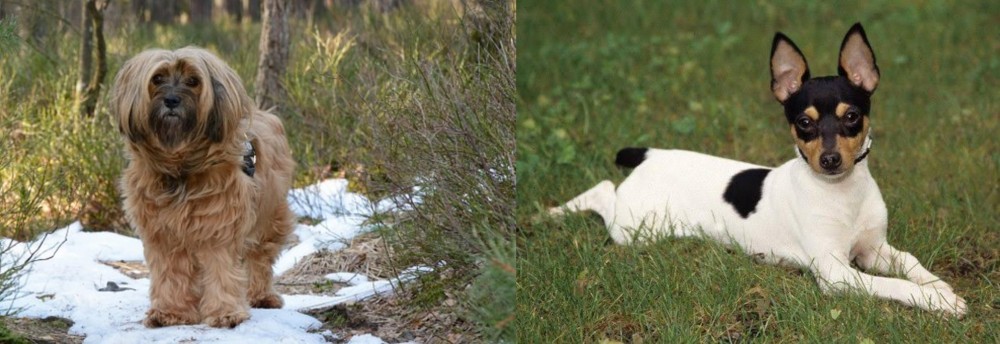 Toy Fox Terrier vs Tibetan Terrier - Breed Comparison
