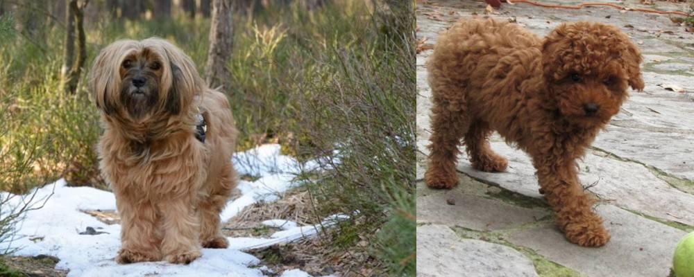 Toy Poodle vs Tibetan Terrier - Breed Comparison