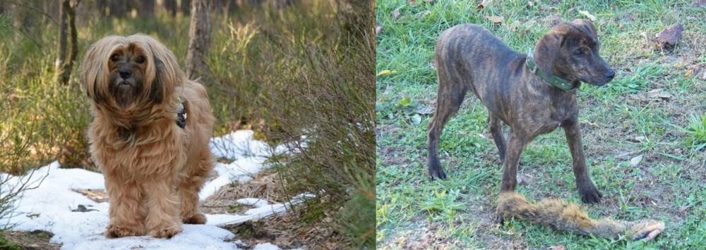 Treeing Cur vs Tibetan Terrier - Breed Comparison