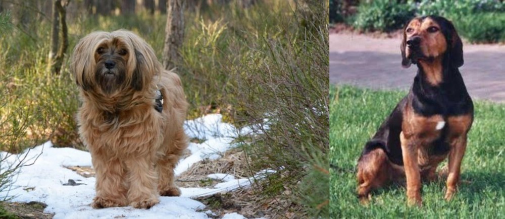 Tyrolean Hound vs Tibetan Terrier - Breed Comparison