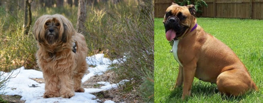 Valley Bulldog vs Tibetan Terrier - Breed Comparison