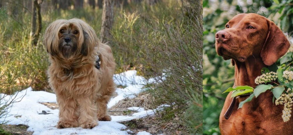 Vizsla vs Tibetan Terrier - Breed Comparison