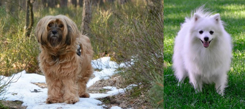 Volpino Italiano vs Tibetan Terrier - Breed Comparison