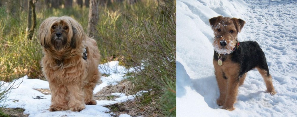 Welsh Terrier vs Tibetan Terrier - Breed Comparison