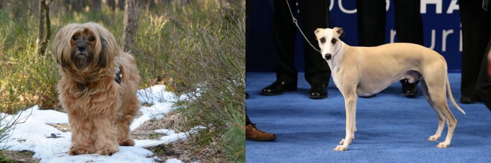 Whippet vs Tibetan Terrier - Breed Comparison
