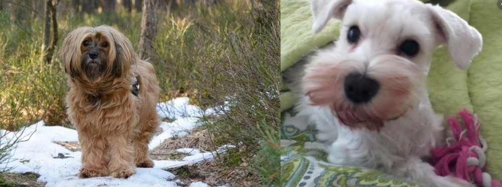 White Schnauzer vs Tibetan Terrier - Breed Comparison