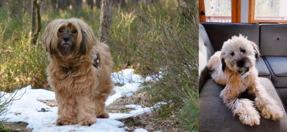 Whoodles vs Tibetan Terrier - Breed Comparison