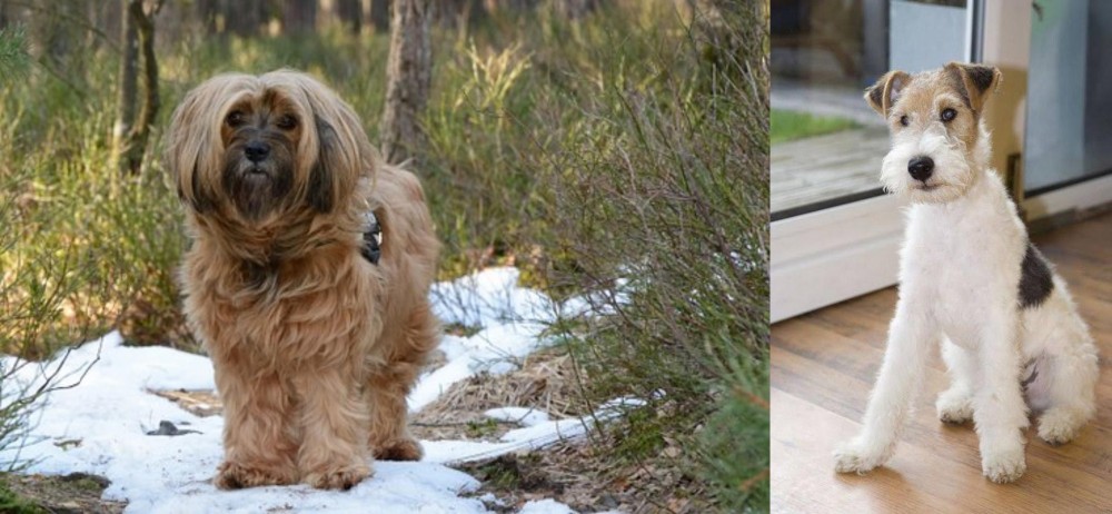 Wire Fox Terrier vs Tibetan Terrier - Breed Comparison