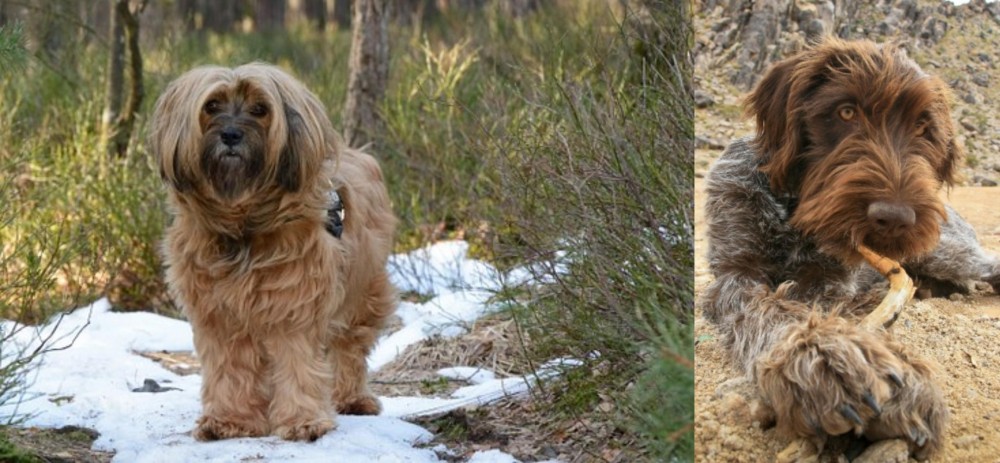 Wirehaired Pointing Griffon vs Tibetan Terrier - Breed Comparison