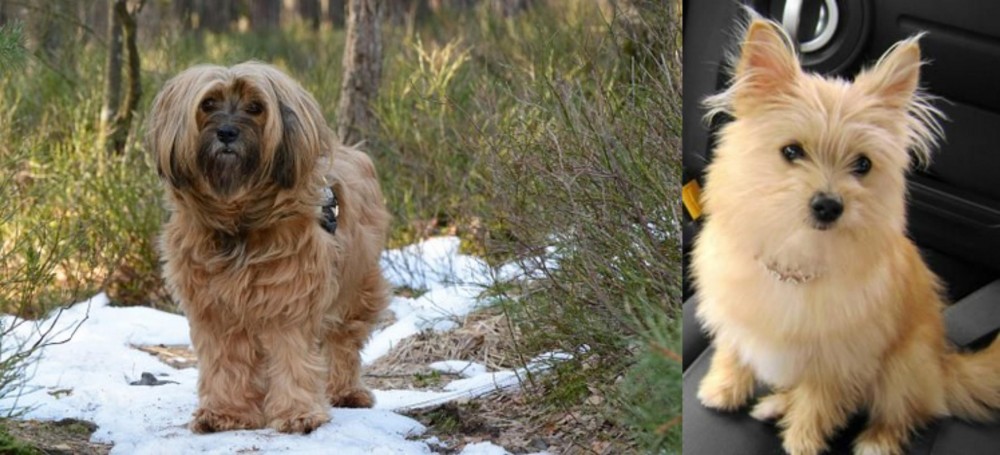 Yoranian vs Tibetan Terrier - Breed Comparison