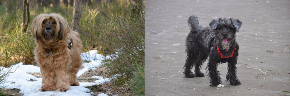 YorkiePoo vs Tibetan Terrier - Breed Comparison