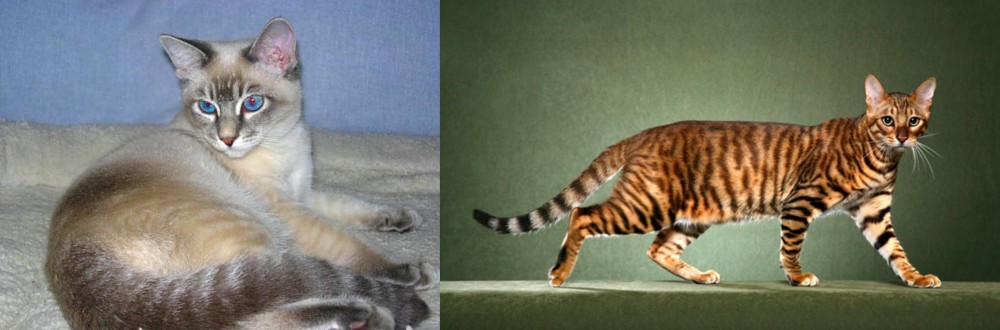 Toyger vs Tiger Cat - Breed Comparison