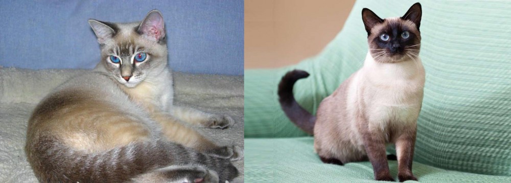 Traditional Siamese vs Tiger Cat - Breed Comparison